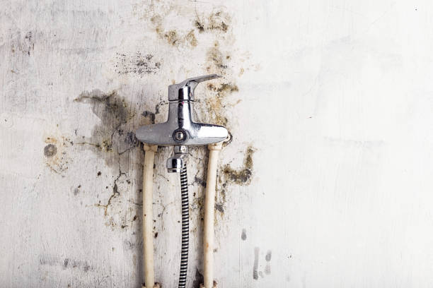 Best Black Mold Removal  in Waconia, MN