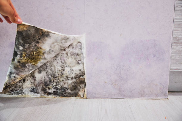 Waconia, MN Mold Removal Company